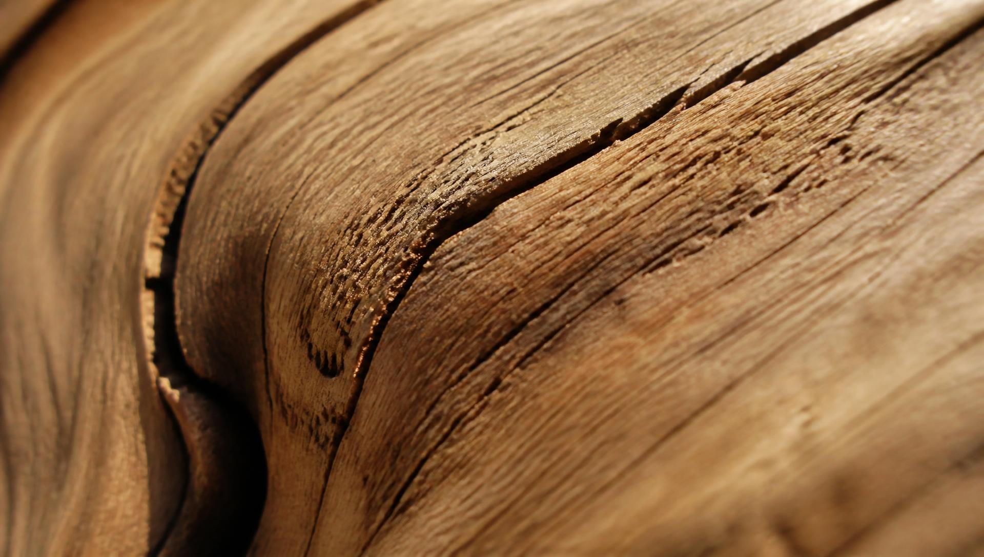 Macro photograph of natural oak wood grain